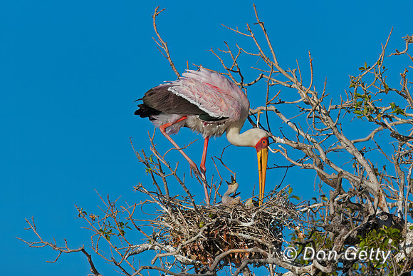 Yellow-billed Stork