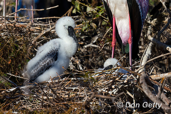 Yellow-billed Stork