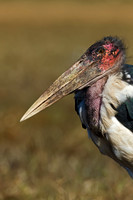 Marabou Stork