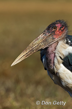 Marabou Stork