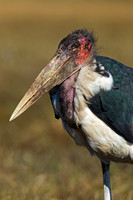 Marabou Stork