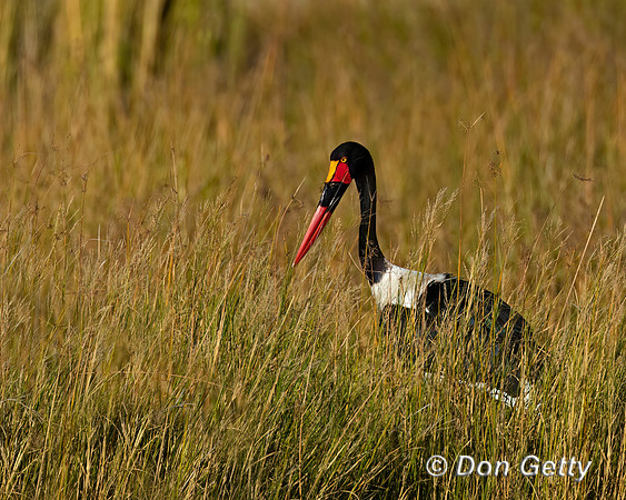 Saddle-billed Stork