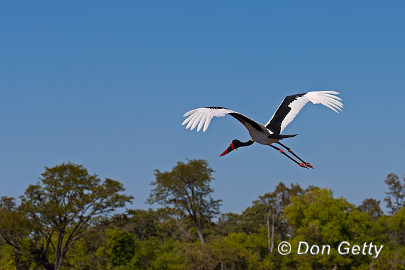 Saddle-billed Stork