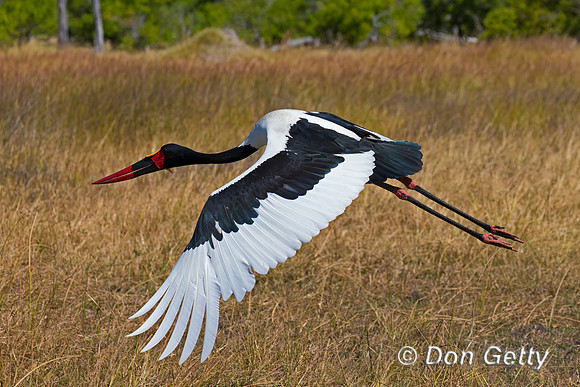 Saddle-billed Stork