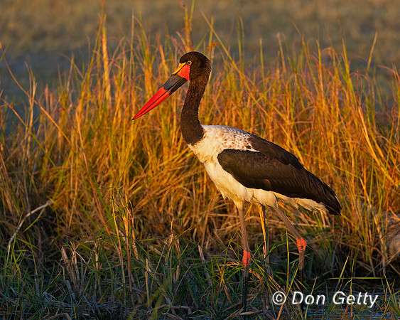 Saddle-billed Stork