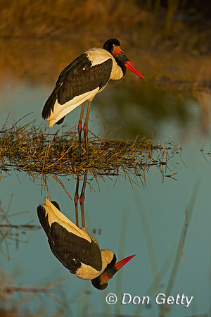 Saddle-billed Stork