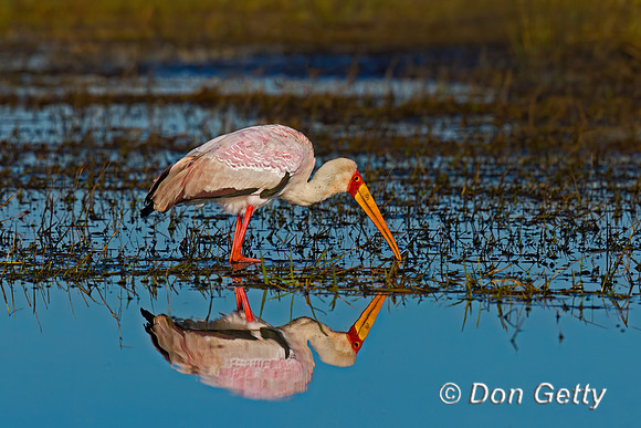 Yellow-billed Stork