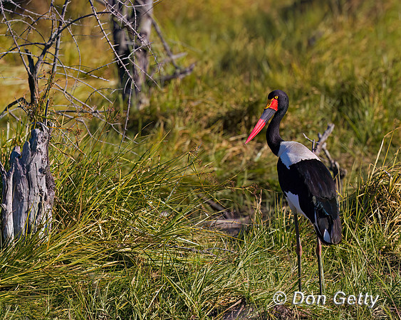 Saddle-billed Stork