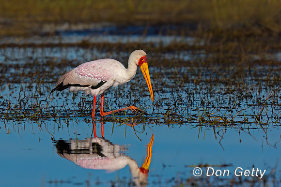 Yellow-billed Stork
