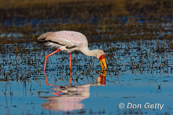 Yellow-billed Stork
