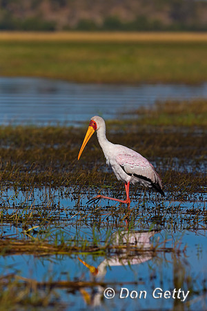 Yellow-billed Stork