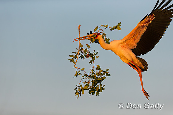 Yellow-billed Stork