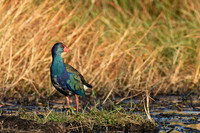 African Swamphen