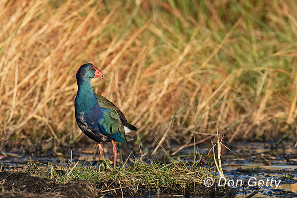 African Swamphen