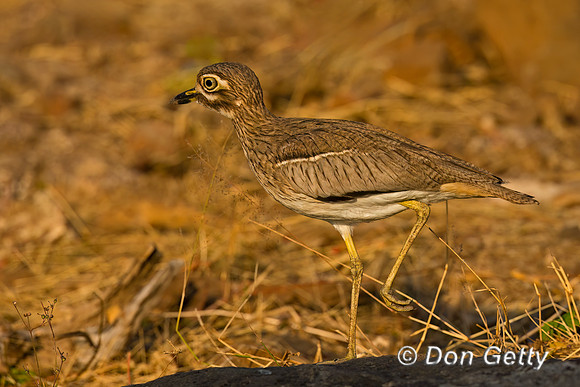 Water Thick-knee