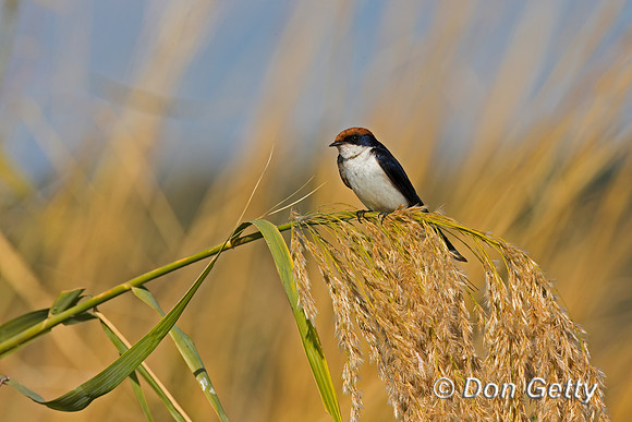 Wire-tailed Swallow
