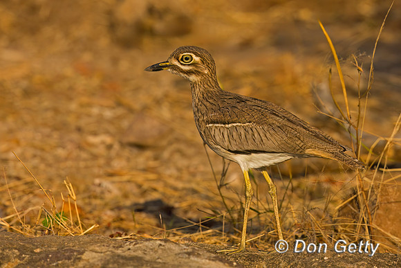 Water Thick-knee