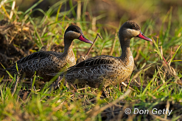 Red-billed Teal