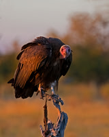 Hooded Vulture