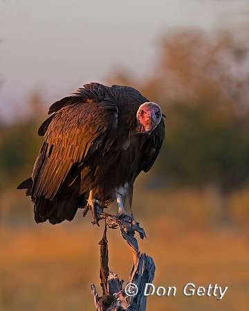 Hooded Vulture