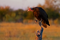 Hooded Vulture