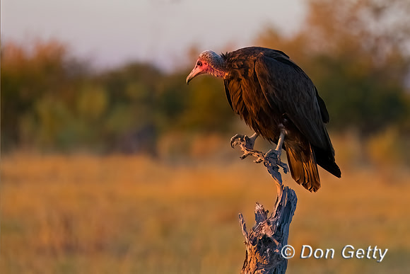 Hooded Vulture