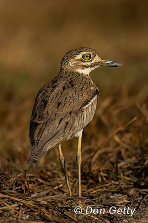 Water Thick-knee