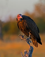 Hooded Vulture