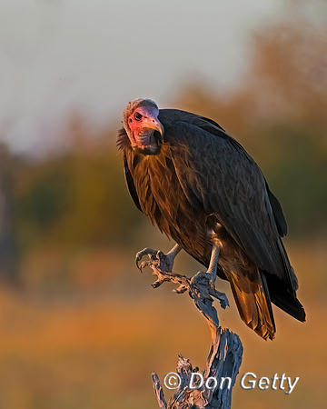 Hooded Vulture