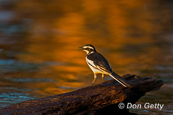 Wagtail_AP_A45T6204