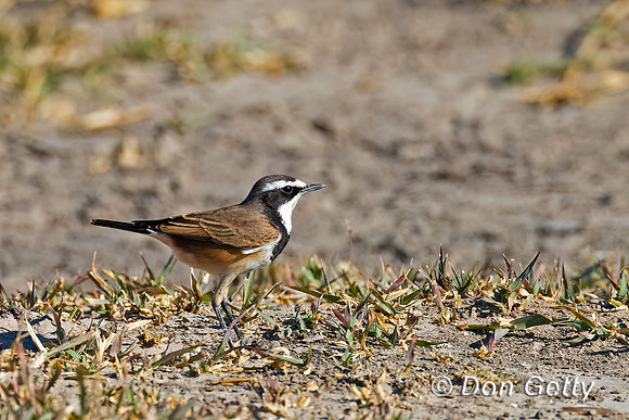 Capped Wheatear