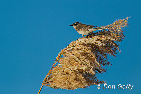 Cape Wagtail