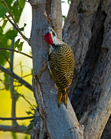 Bennett's Woodpecker