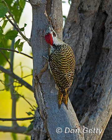 Bennett's Woodpecker