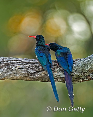 Green Wood-hoopoe