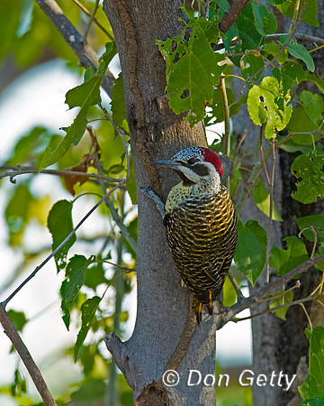 Bennett's Woodpecker
