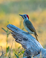 Bennett's Woodpecker