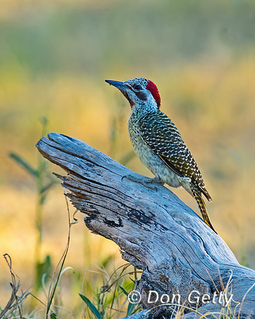 Bennett's Woodpecker