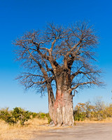 Baobab Tree