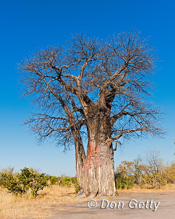 Baobab Tree