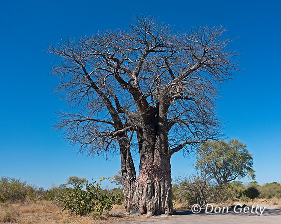 Baobab Tree