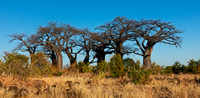 Baobab Tree