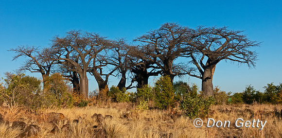 Baobab Tree