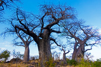 Baobab Tree