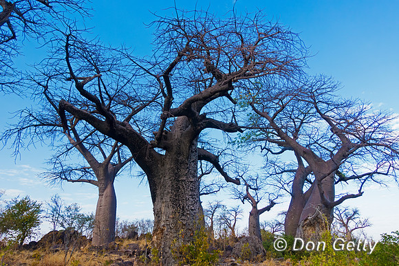 Baobab Tree