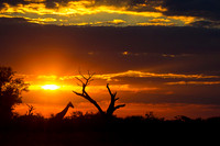 Savuti Marsh Area