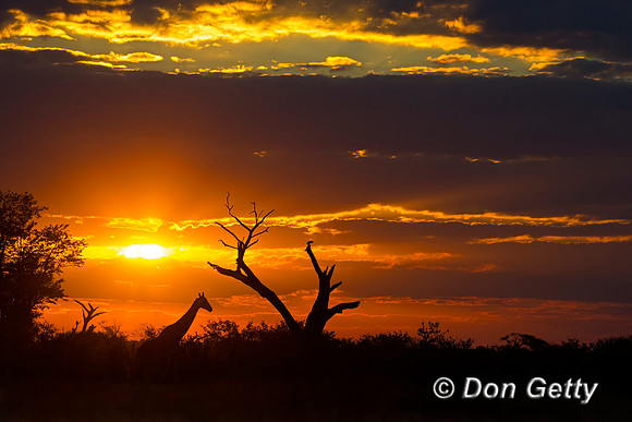 Savuti Marsh Area