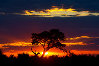 Savuti Marsh Area
