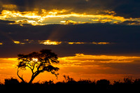 Savuti Marsh Area