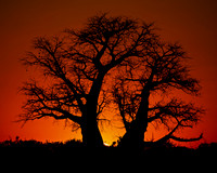 Baobab Tree